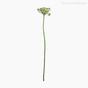 Galho Estrela de Belém Arabicum Artificial - Verde (9323)