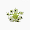 Galho Estrela de Belém Arabicum Artificial - Verde (9323)