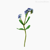 Galho Não-Me- Esqueça Forget Me Not Artificial - Azul (9440)