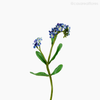 Galho Não-Me- Esqueça Forget Me Not Artificial - Azul (9440)