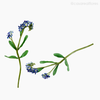 Galho Não-Me- Esqueça Forget Me Not Artificial - Azul (9440)