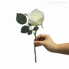 Galho Rosa Alice Artificial - Branco (10031)