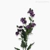 Galho Mini Margarida Artificial - Roxo (9591)