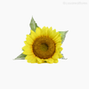 Girassol G Artificial - Amarelo (5566)