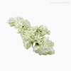Galho Statices Artificial - Branco (9319)