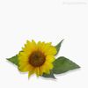 Girassol M Artificial - Amarelo (5565)