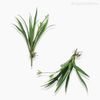 Mini Grama Grass Bush Artificial - Verde (9935)