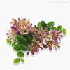 Pick Star Flower C/Eucalipto Artificial Com Pó - Rosa (12648)