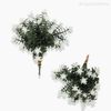 Pick Anacharis Com Flor Artificial e Com Pó - Branco (12630)