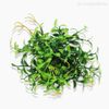 Pick Mini Feather Artificial - Verde (9964)