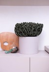 Bowl Knot Verde