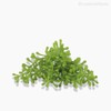 Thumb 3 do produto Mini Folhagem Boxwood Pick Artificial - Verde (10195)