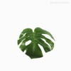 Thumb 4 do produto Galho Costela de Adão Monstera Leaf Artificial - Verde (9879)