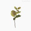 Thumb 1 do produto Galho Eucalyptus Tropical P Artificial - Envelhecido (10827)