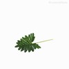 Thumb 2 do produto Galho Philodendron P Artificial - Verde Escuro (10819)