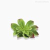 Thumb 3 do produto Suculento Echeveria Artificial - Verde (10019)
