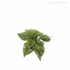 Thumb 2 do produto Poinsettia Pick Artificial - Verde (9135)