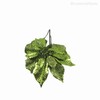 Thumb 4 do produto Poinsettia Galho Artificial - Verde (2058)