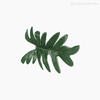 Thumb 5 do produto Mini Split Pylo Leaf Artificial - Verde (9908)