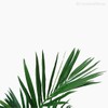 Thumb 3 do produto Planta Palmeira Kenita Artificial - Verde (9854)