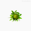 Thumb 4 do produto Galho Tropical Leucadendron Artificial - Verde (11399)