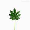 Thumb 2 do produto Galho Cannabis Artificial - Verde Escuro (11129)