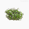 Thumb 3 do produto Folhagem Tea Tree Artificial - Verde (9402)