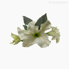 Thumb 4 do produto Flor Trompeta de Anjo - Branco (7134)