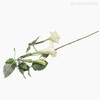 Thumb 3 do produto Flor Trompeta de Anjo - Branco (7134)