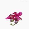 Thumb 4 do produto Orquídea Phalaenopsis (P) - BT Artificial - Rosa Escuro (9772)