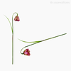 Thumb 5 do produto Tulipa Solitária Artificial - Lilás (12730)