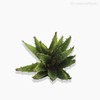 Thumb 3 do produto Suculento Artificial - Verde (10016)