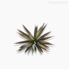 Thumb 3 do produto Suculento Aloe Pick Artificial - Verde (9921)