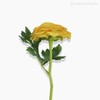 Thumb 2 do produto Galho Ranunculus Artificial - Amarelo (10046)