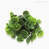 Thumb 3 do produto Pick Eucalyptus Artificial - Verde (9710)