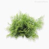 Thumb 3 do produto Pick Waterweed Com Pó Artificial - Verde Claro (9704)