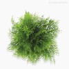 Thumb 3 do produto Pick Waterweed Artificial - Verde (9715)