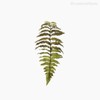 Thumb 4 do produto Galho Folha Fern Leaf Artificial - Verde (10847)