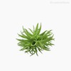 Thumb 3 do produto Suculento Artificial - Verde (10810)