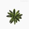Thumb 3 do produto Suculento Aeonium Artificial - Verde (9862)