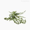 Thumb 4 do produto Galho Acer Fern Artificial - Verde (7815)