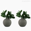 Thumb 3 do produto Mini Suculento Plastico Vasinho Artificial - Verde (9978)