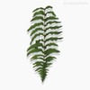 Thumb 4 do produto Galho Folhagem Fern Leaf Artificial - Verde (10039)