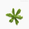 Thumb 3 do produto Suculento Artificial - Verde (10525)