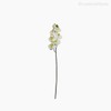Thumb 1 do produto Orquídea Phalaenopsis Artificial - Branco (12678)