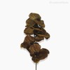 Thumb 2 do produto Galho Orquídea Outonal Artificial - Marrom Claro (12681)
