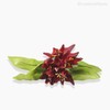 Thumb 3 do produto Buquê Mini Tulipa - Vermelho (10781)