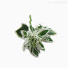 Thumb 4 do produto Galho Euphorbia Marginata - Verde (9416)
