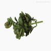 Thumb 3 do produto Money Tree Artificial - Verde Escuro (9553)