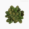 Thumb 4 do produto Money Tree Artificial - Verde Escuro (9553)